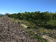 Terrenos en Montesa